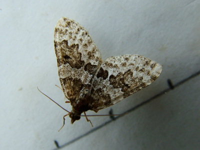 Broken Barred Carpet
